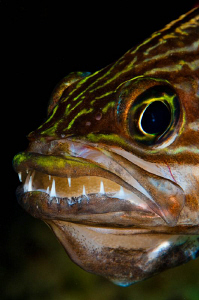Mouth-brooding Cardinalfish by Paul Colley 